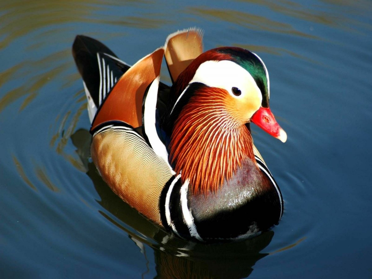 Утки породы Мандаринка