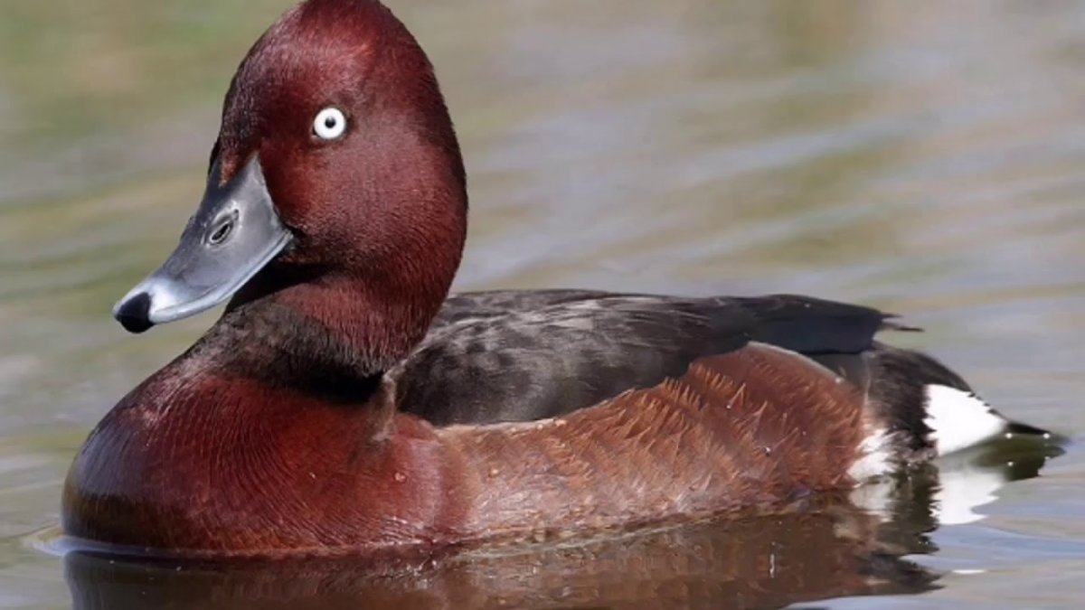 Белоглазый нырок красная книга