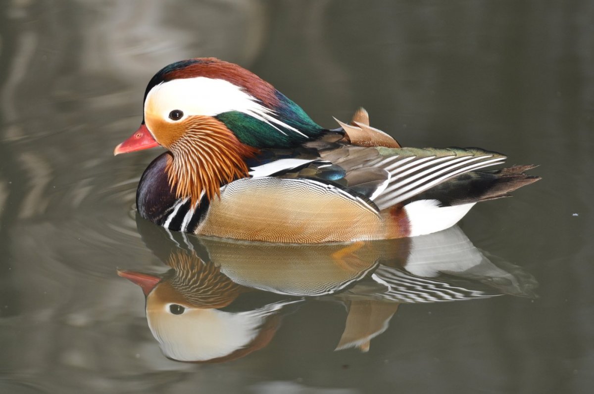 Утка Мандаринка Приморского края