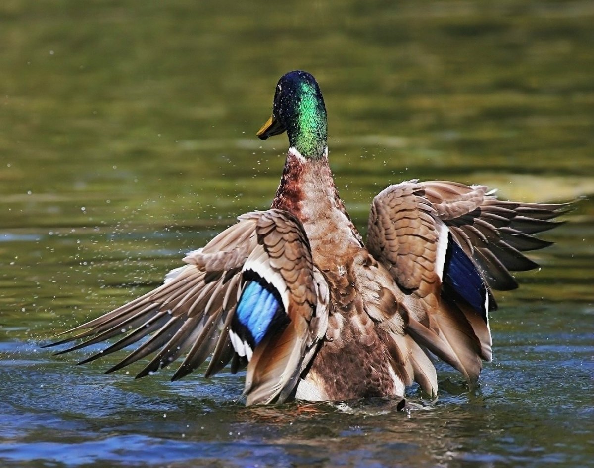 Гибриды диких уток