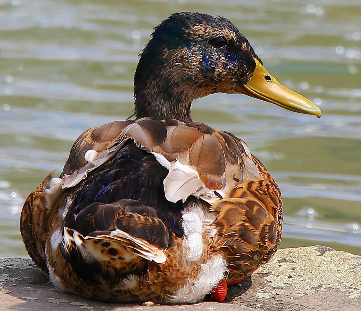 Селезень дикой утки
