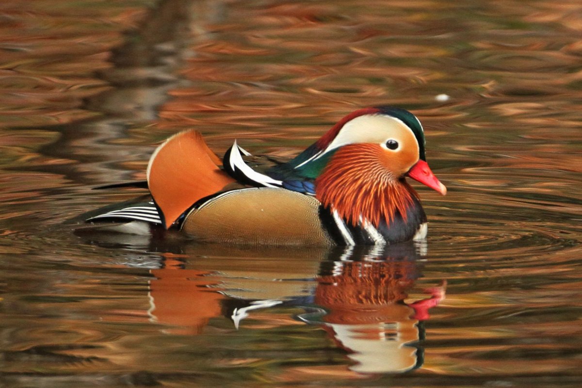 Утка Мандаринка на Сахалине