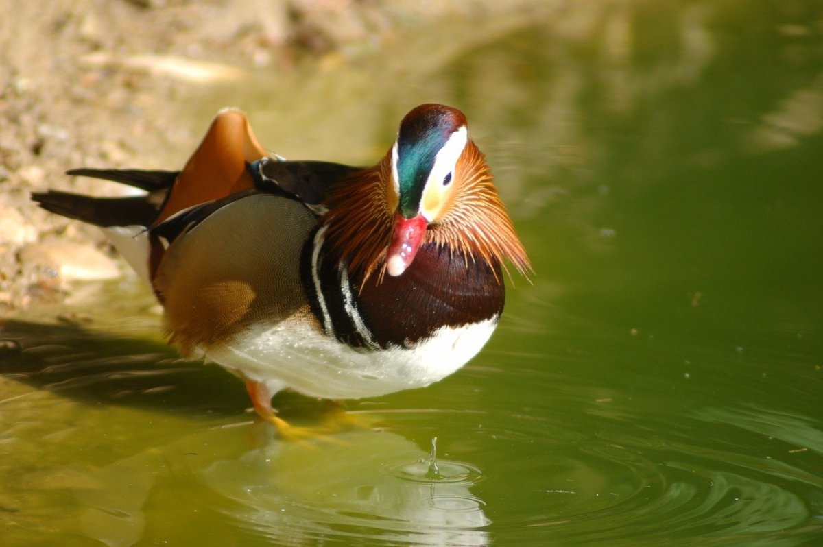 Утка водоплавающая птица