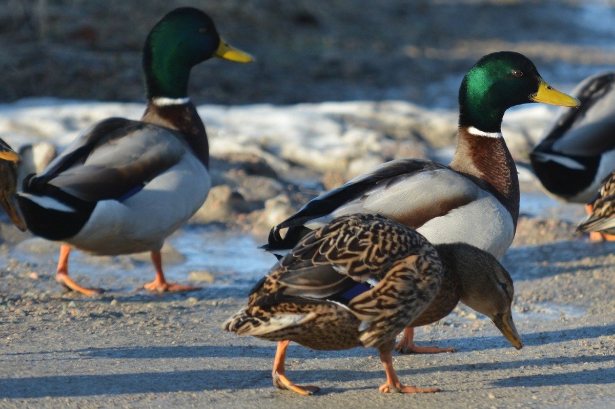 Утки Забайкальского края