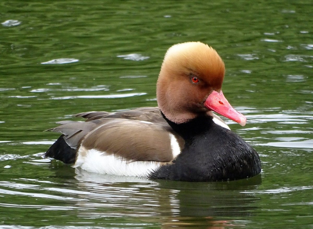 Черноморская утка нырок