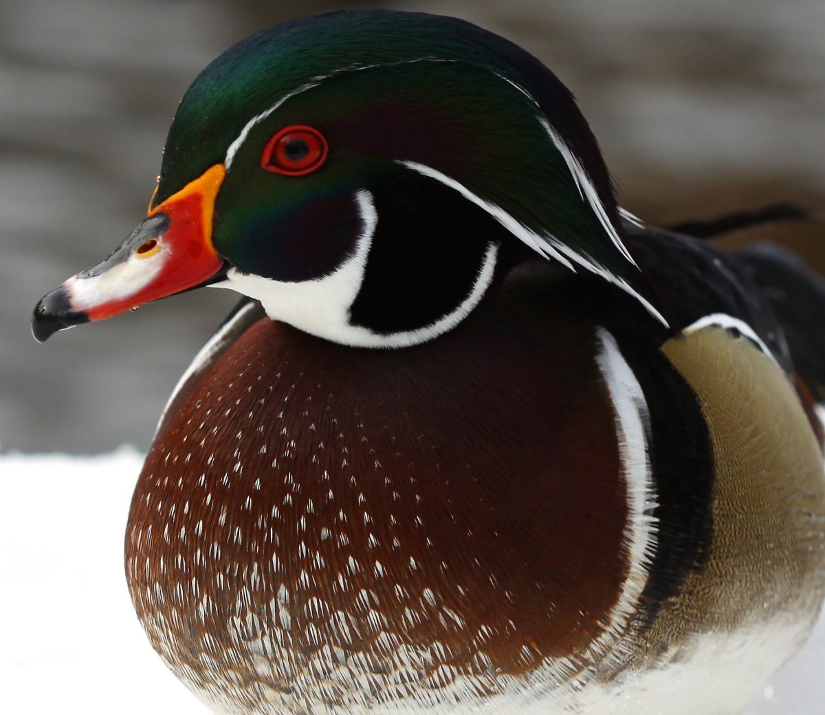 Декоративные утки