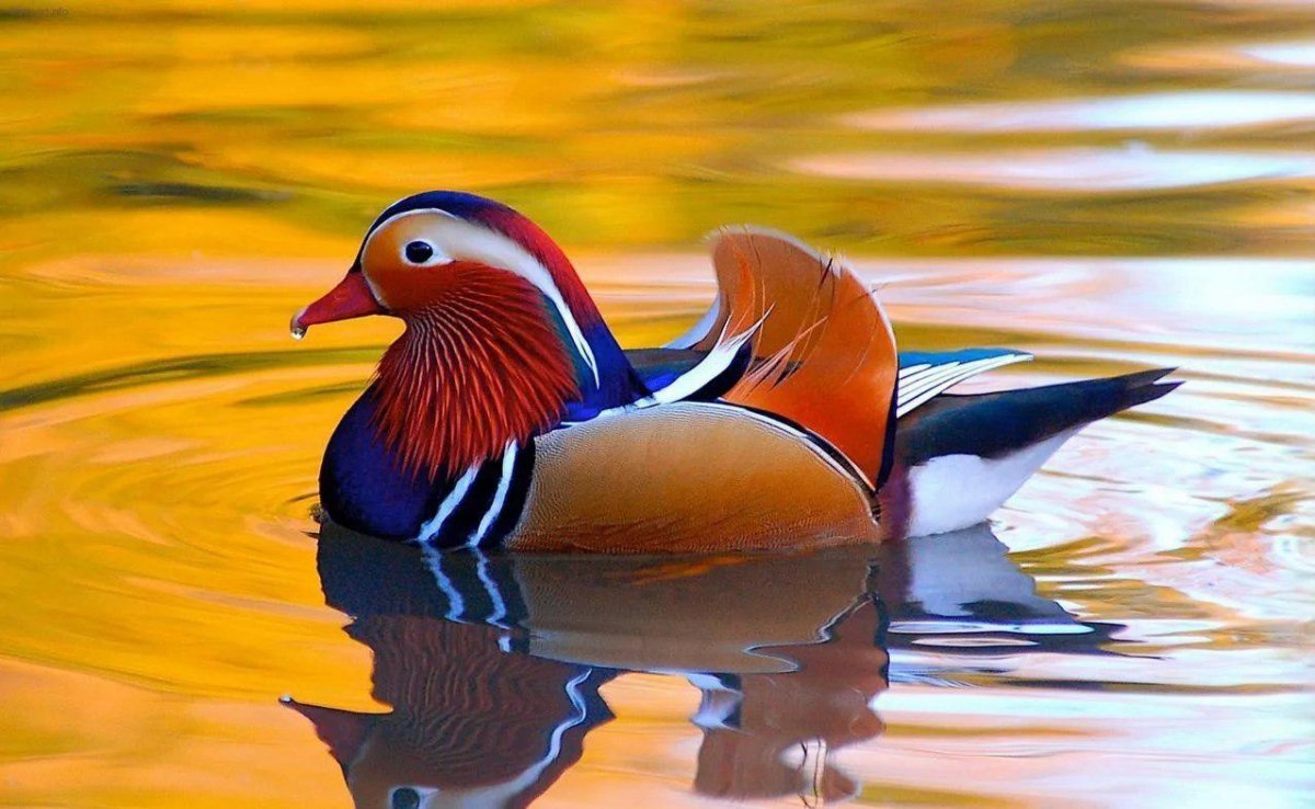 Утка Мандаринка