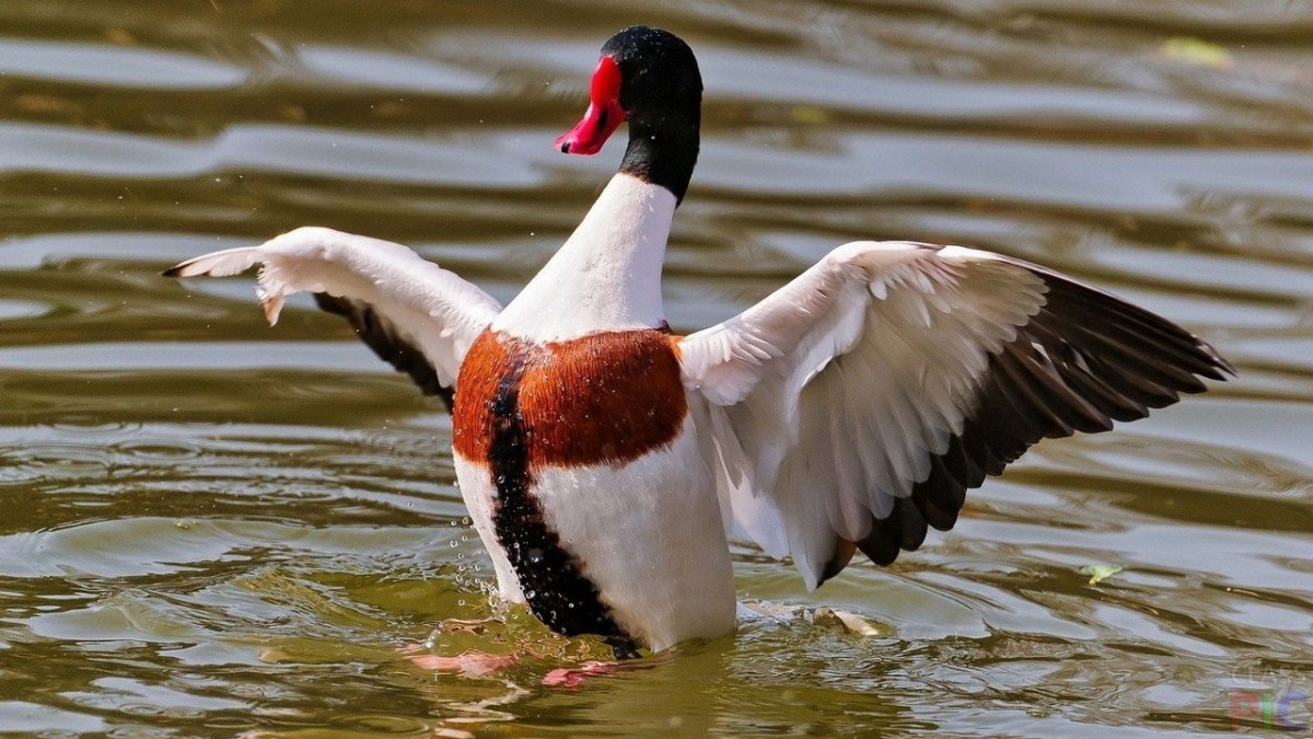 Хохлатая пеганка