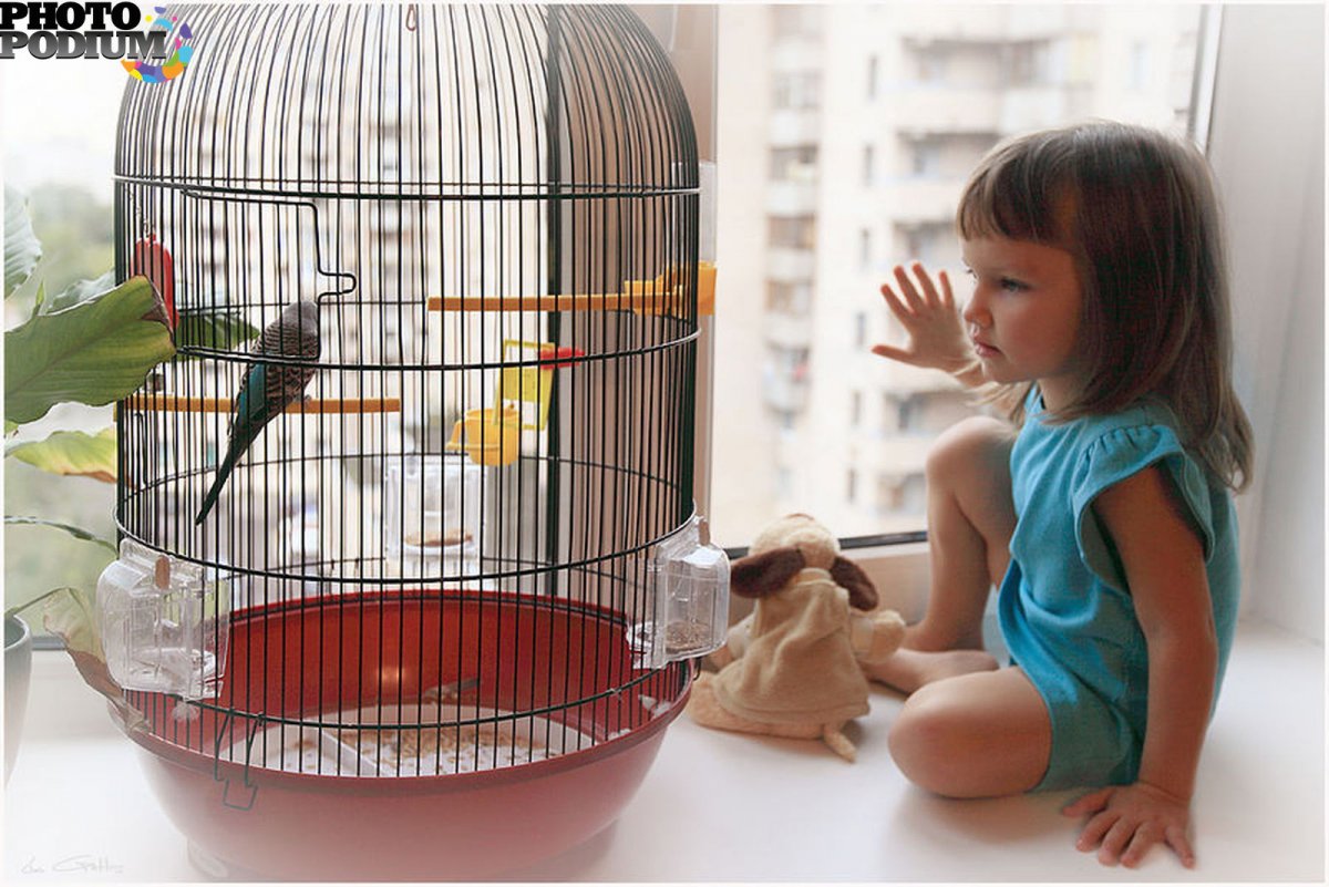 Домашние птицы в клетке