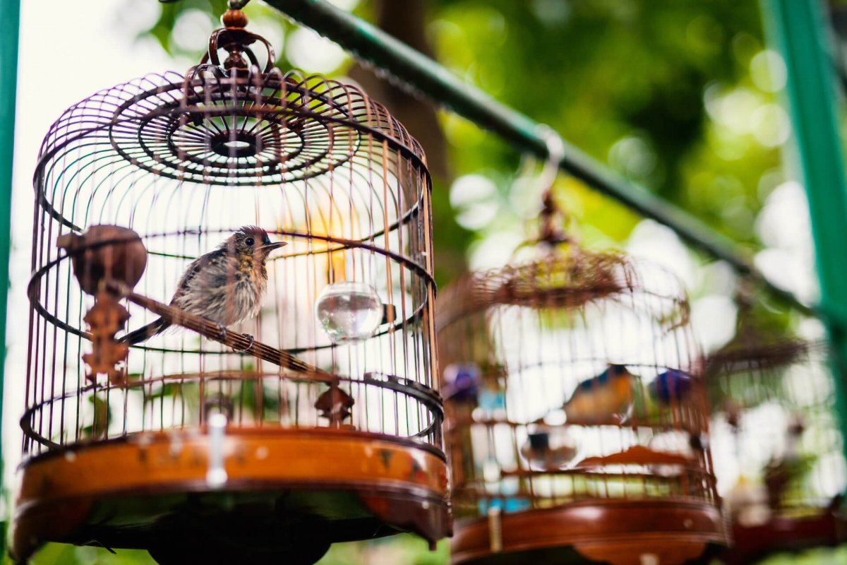 Птичьим клетки птичий рынок