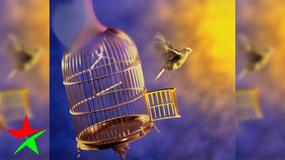 Выпустить птицу из клетки