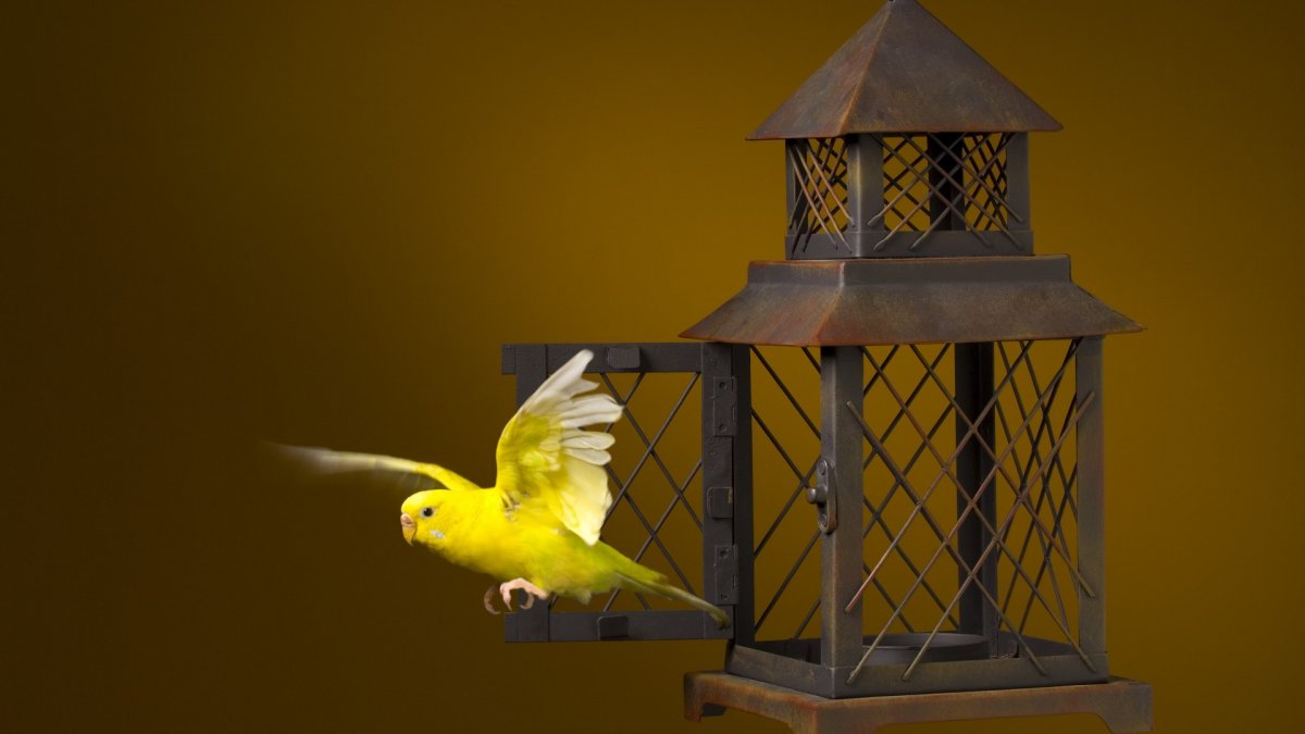 Выпустить птицу из клетки