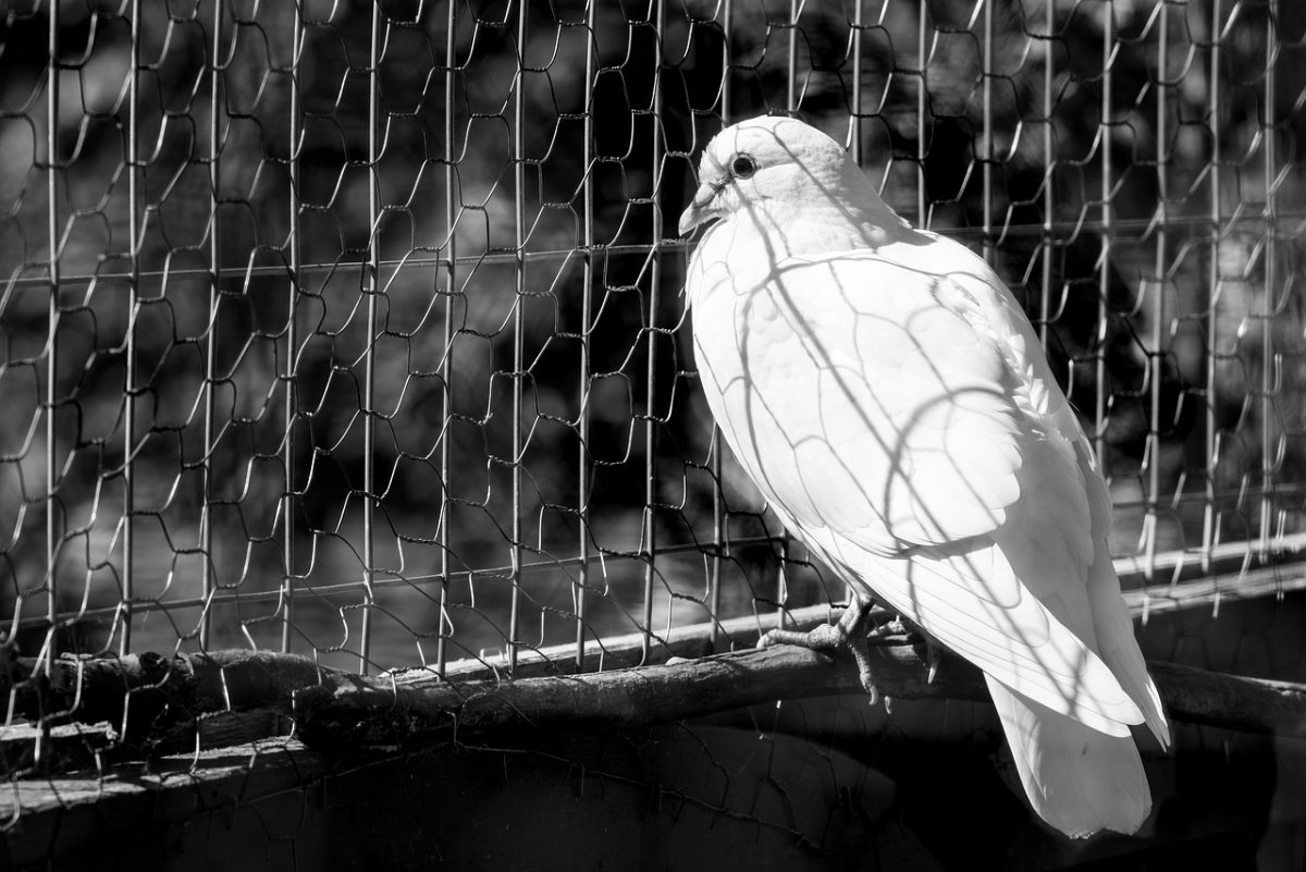 Белая птица