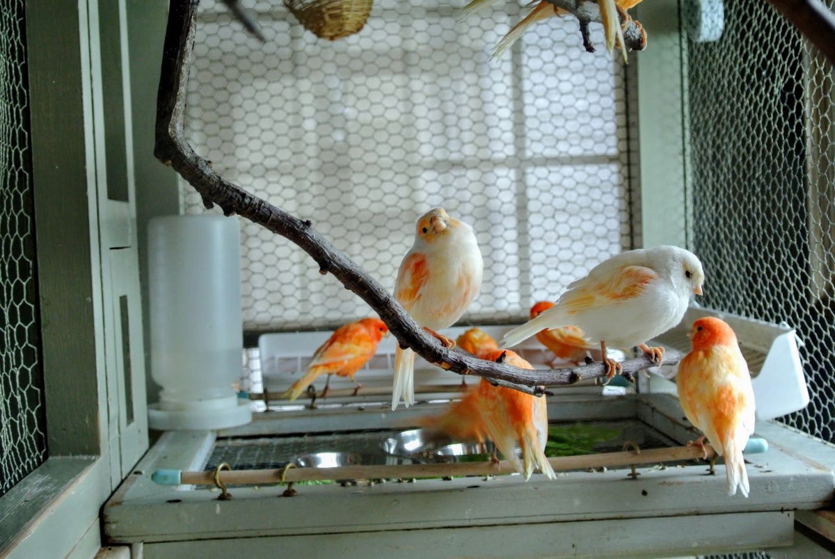 Домашние птички в клетках
