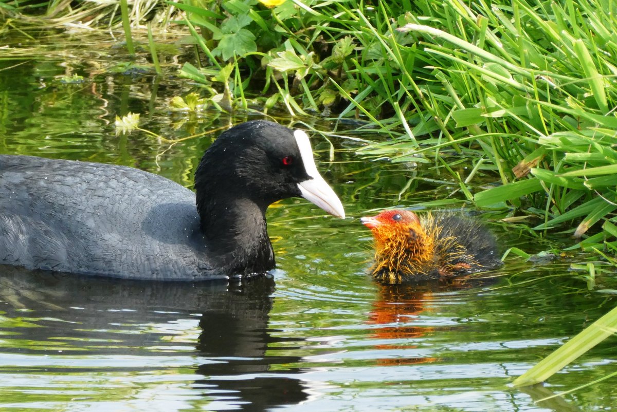 Питание водоплавающих птиц