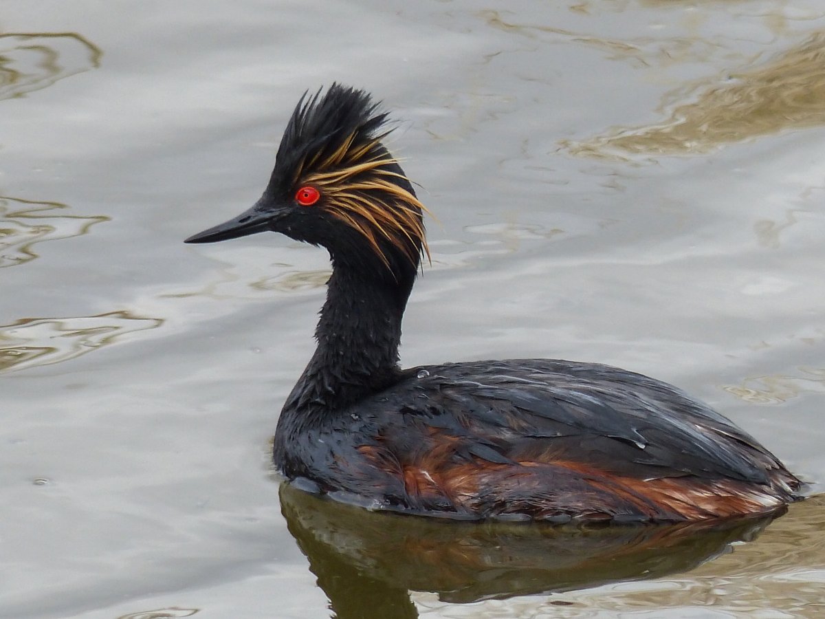 Черная утка с хохолком