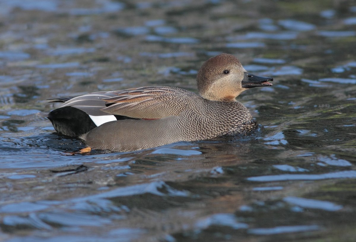 Водоплавающие птицы СПБ