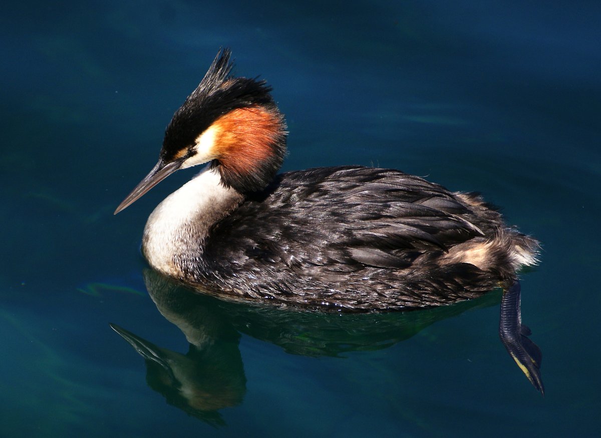 Птицы чеглок чомга и Баклан