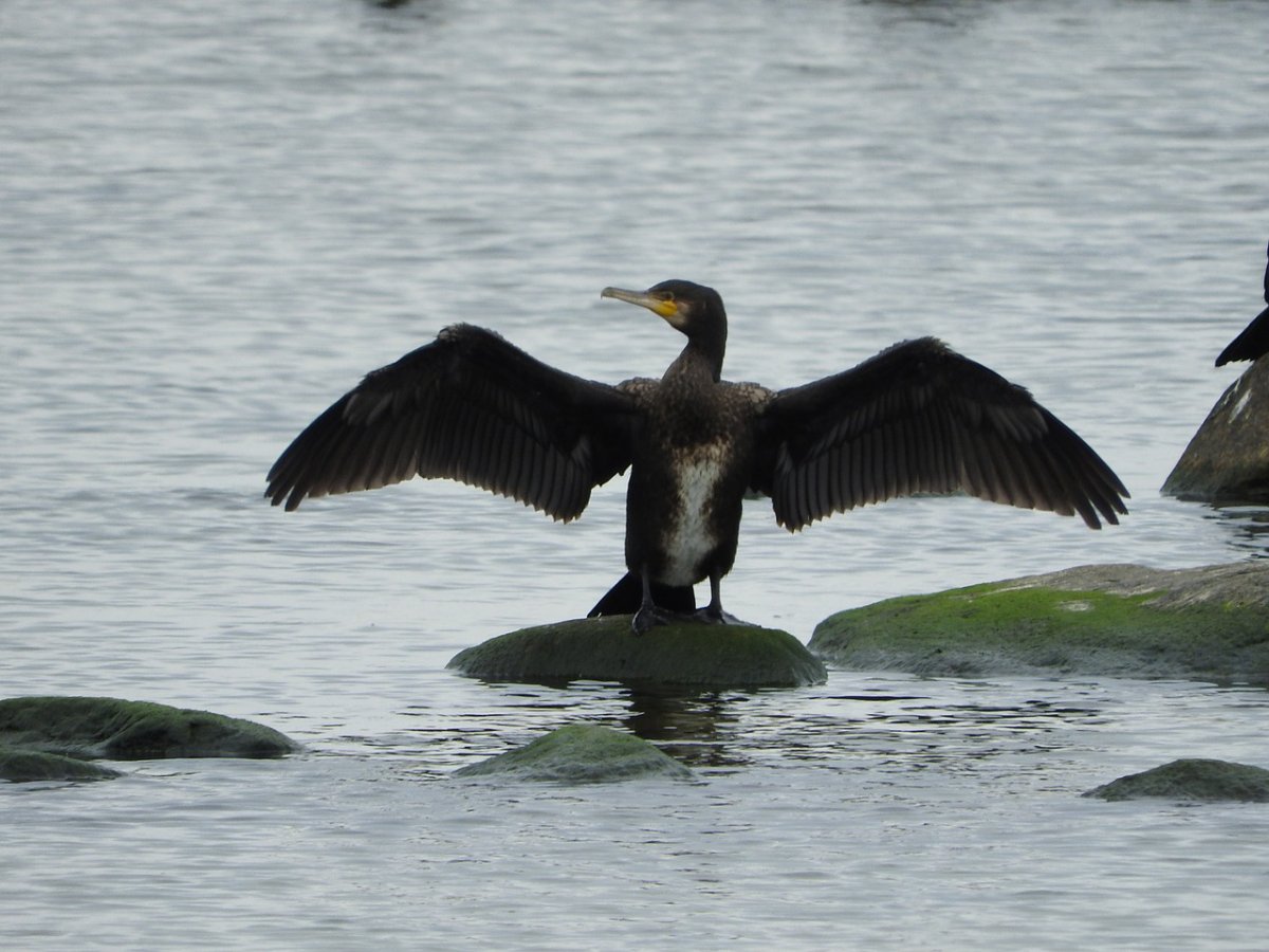 Утка водоплавающая птица