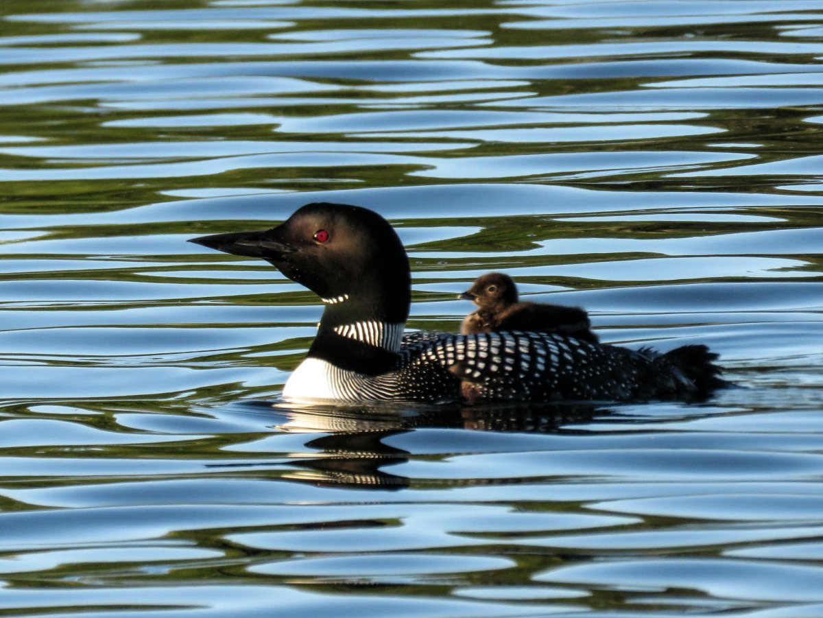 Лысухи водоплавающей птицы