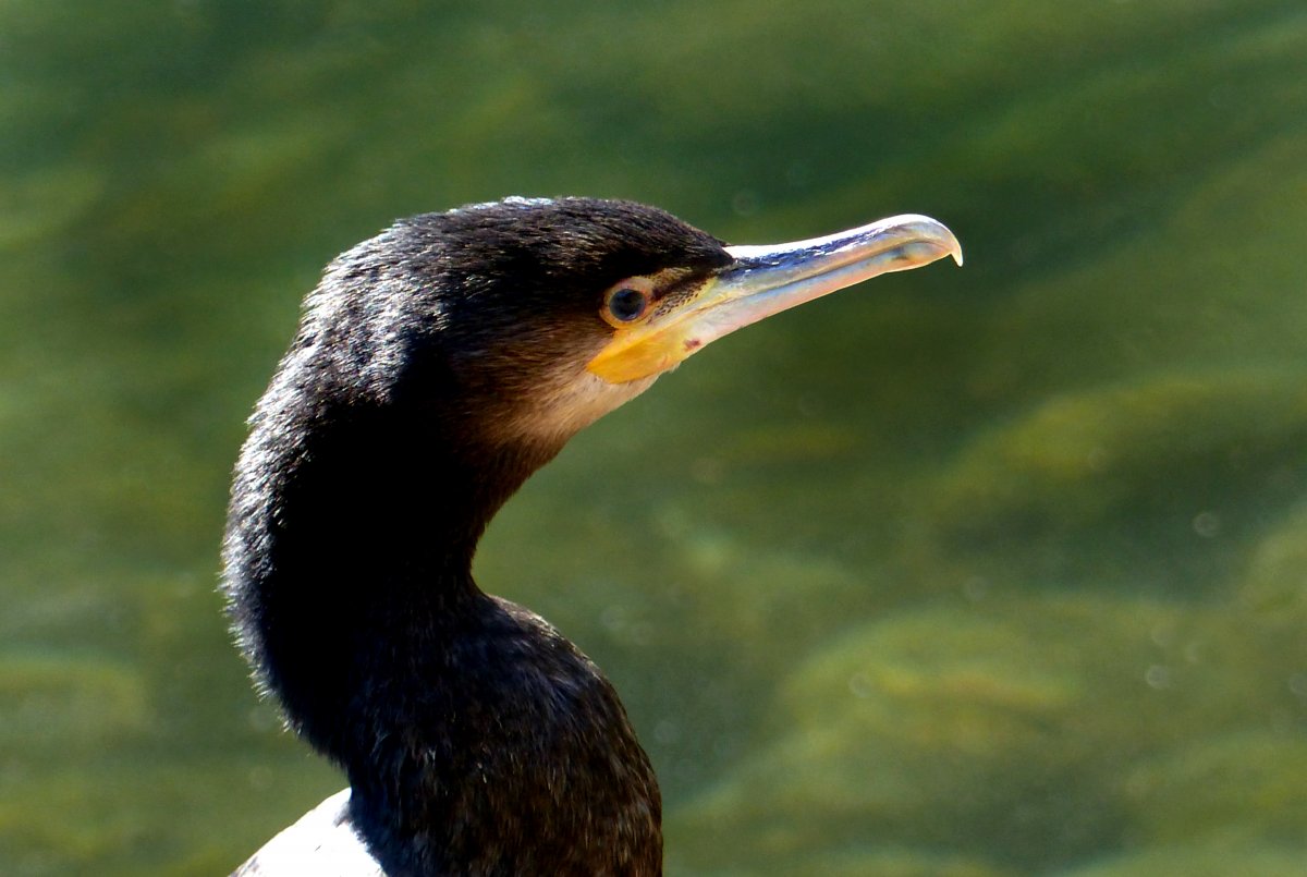 Клюв баклана