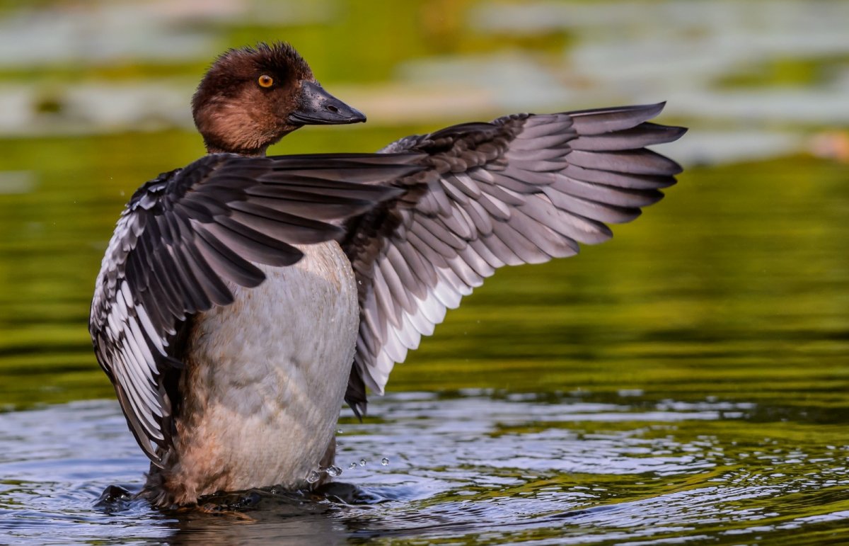 Околоводные птицы