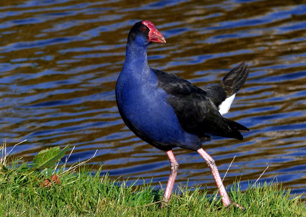 Черная утка с белым клювом