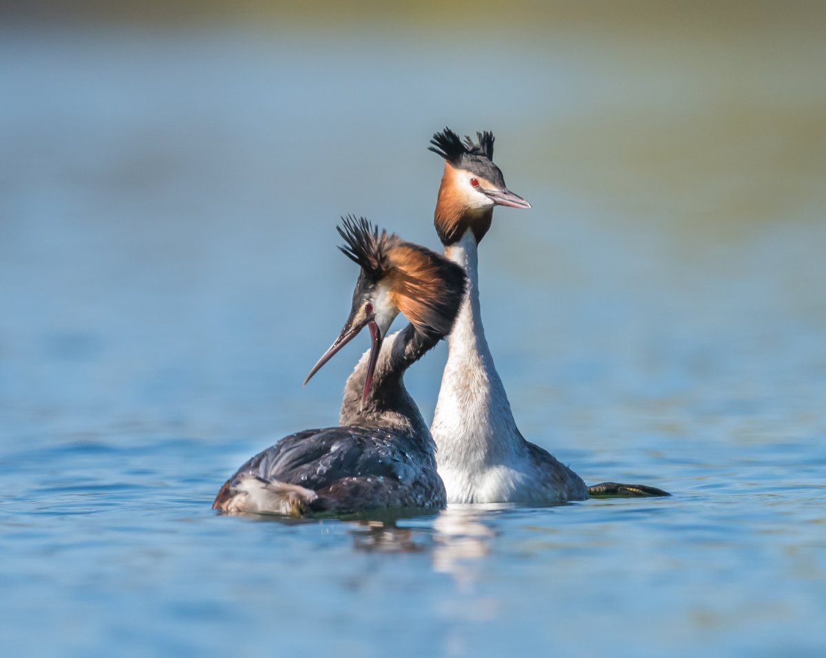 Маленькие водоплавающие птицы