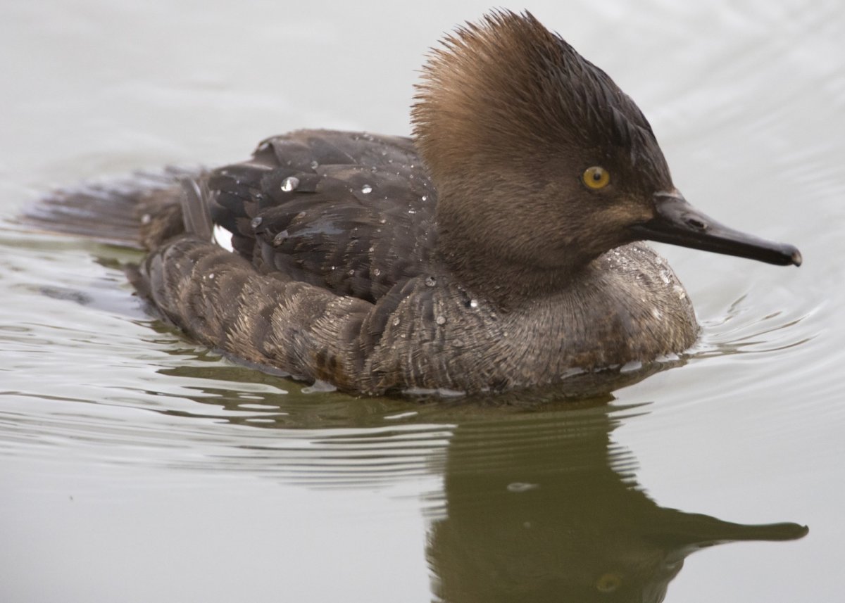 Малая поганка (Podiceps ruficollis (Tachybaptus ruficollis))
