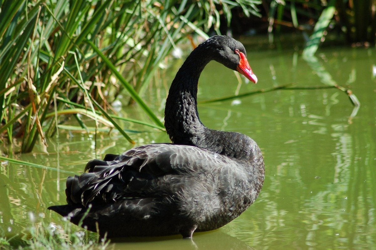 Чёрный лебедь птица