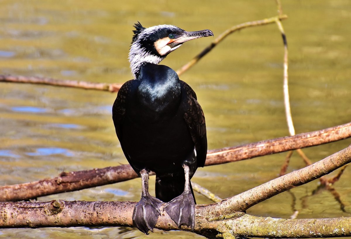 Phalacrocorax Carbo