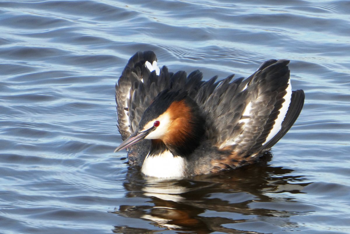 Водоплавающие птицы Забайкалья