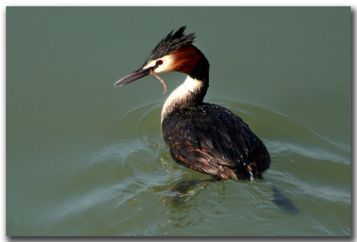 Утка с хохолком и острым клювом