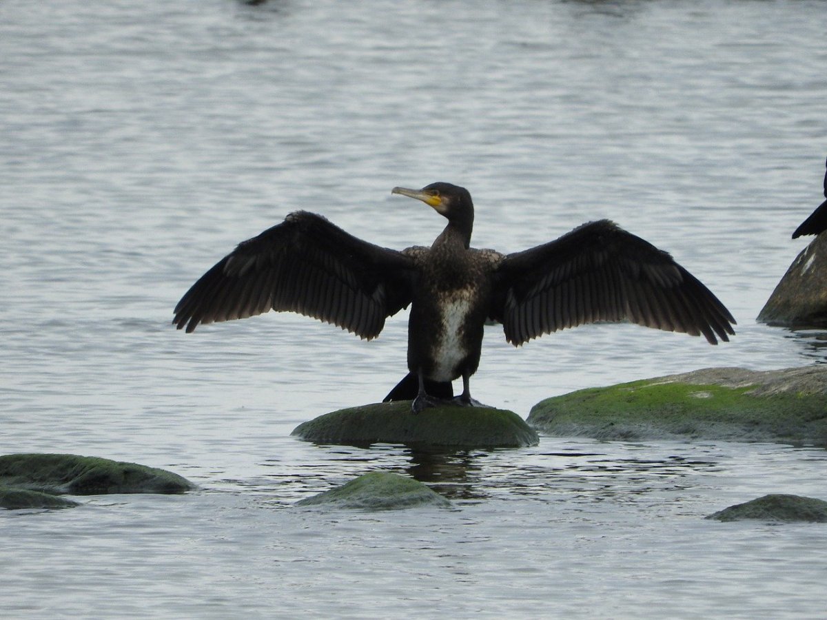 Нырок Черноморский Баклан