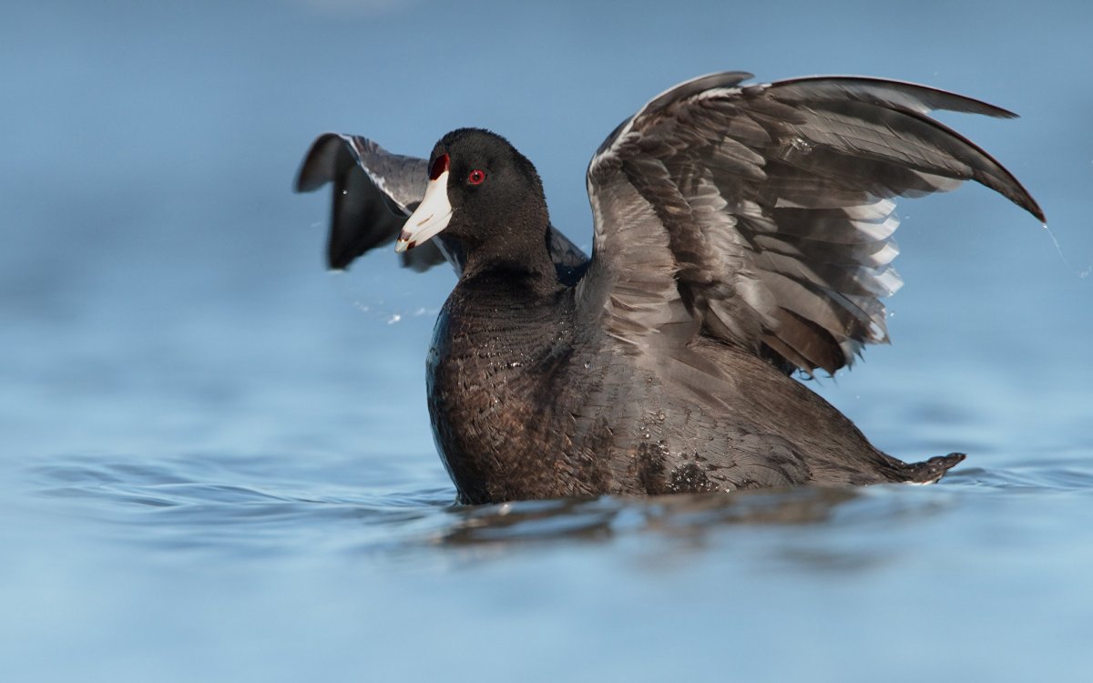 Утка с расправленными крыльями