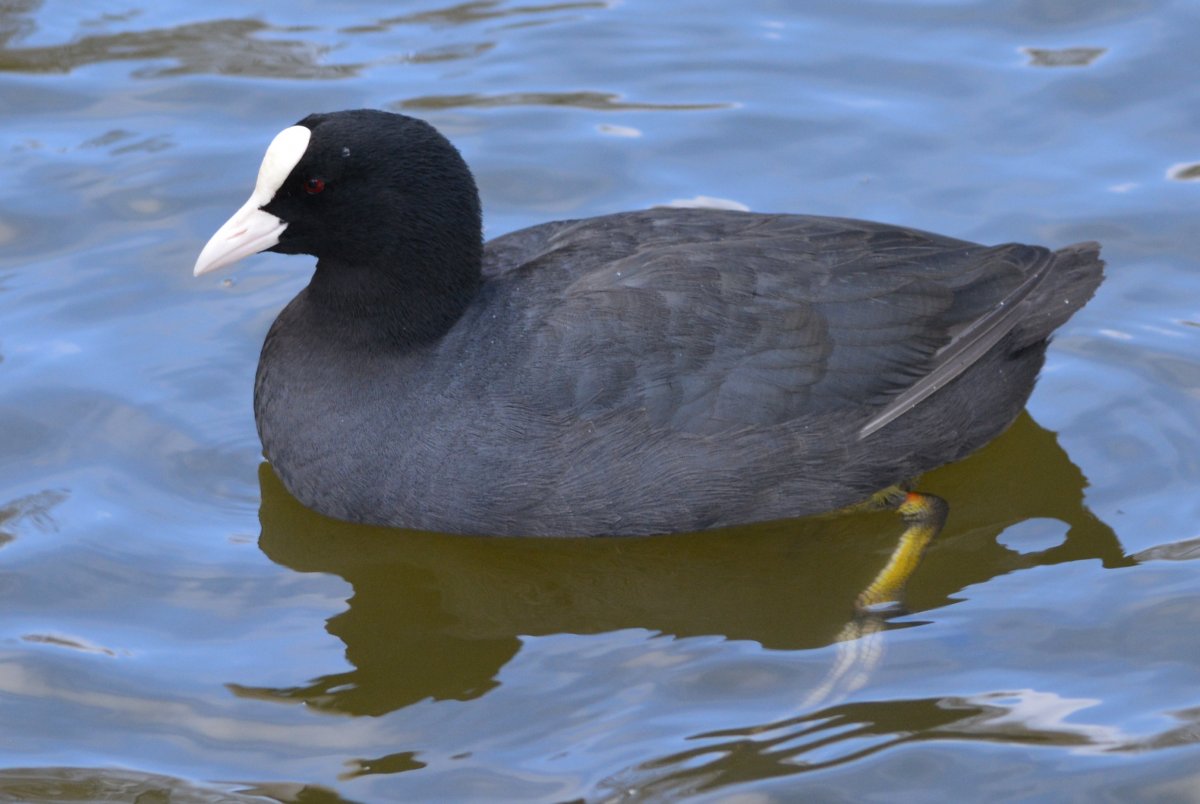 Черная водяная птица с белым клювом