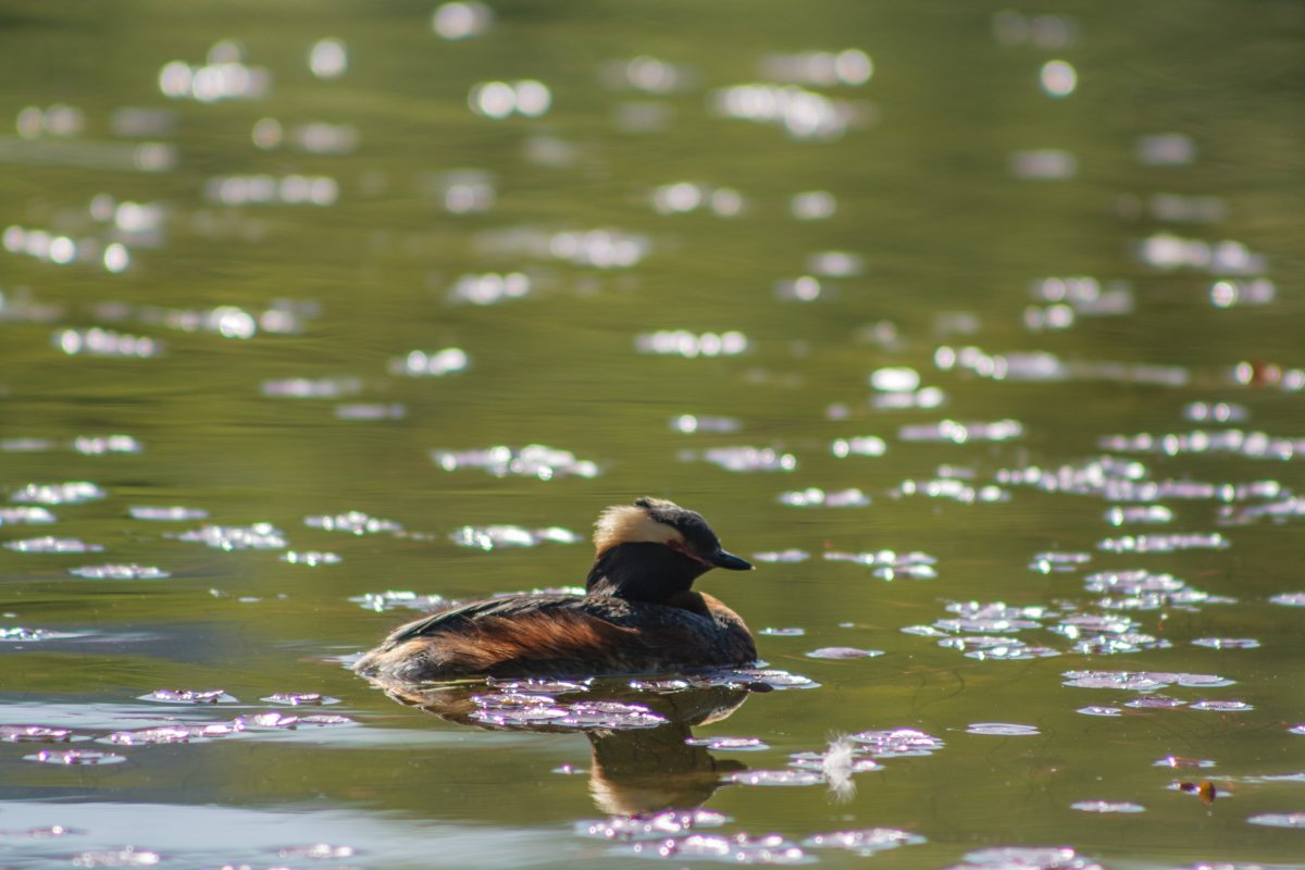 Кряква птица Завидово