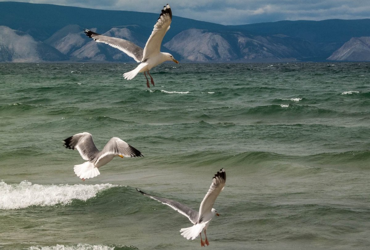 Ольхон остров чаек