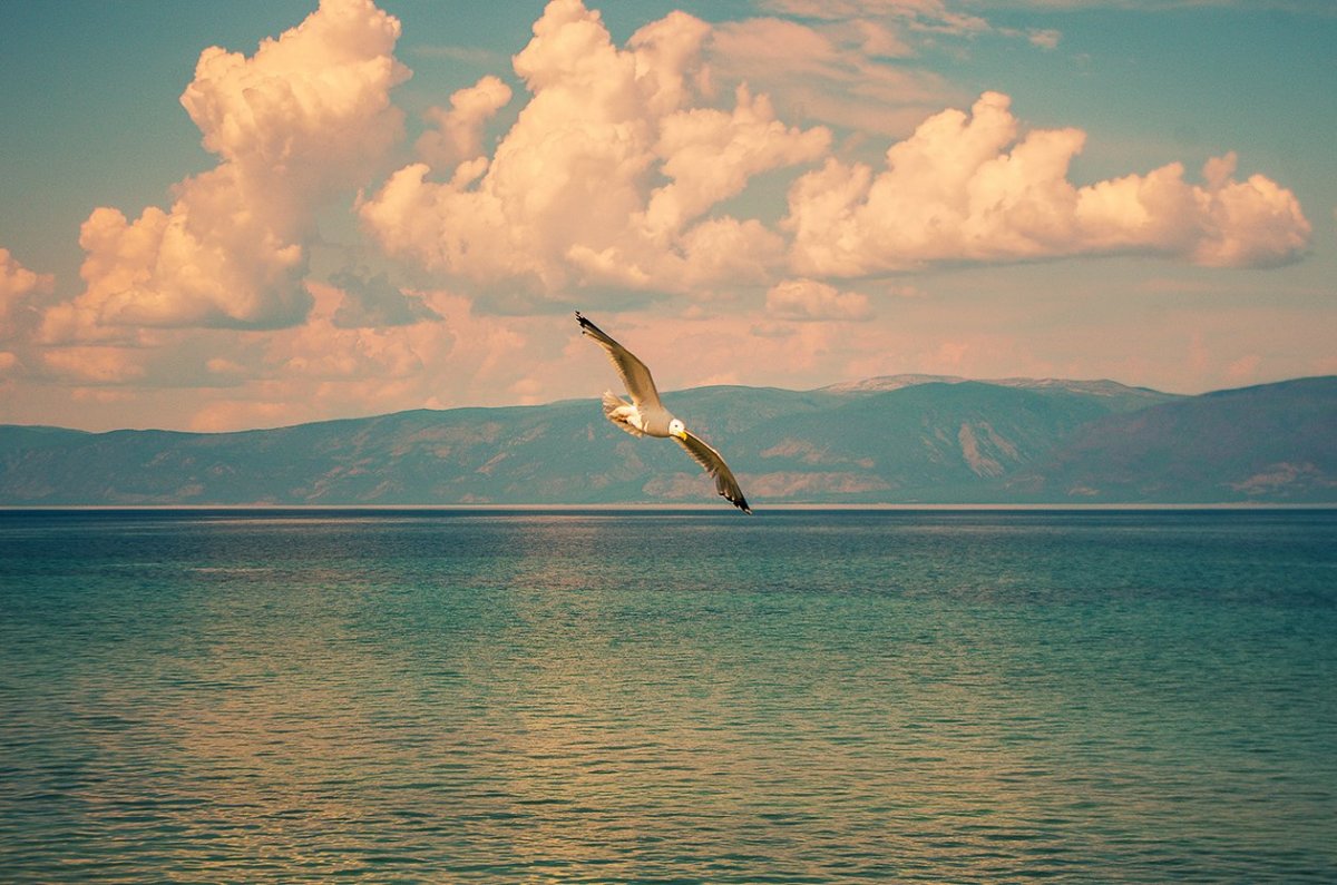 Остров чаек Байкал