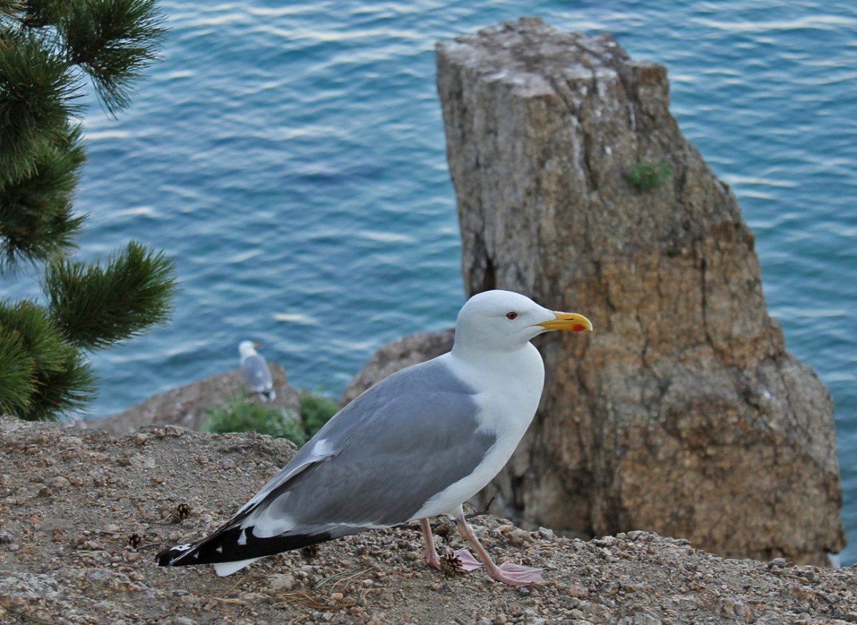 Птицы Байкала Чайка