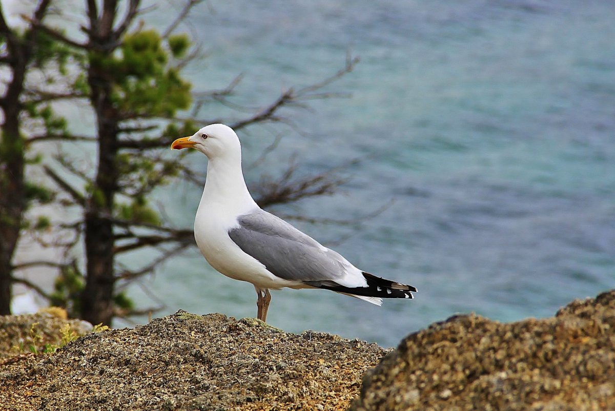 Птицы Байкала Чайка