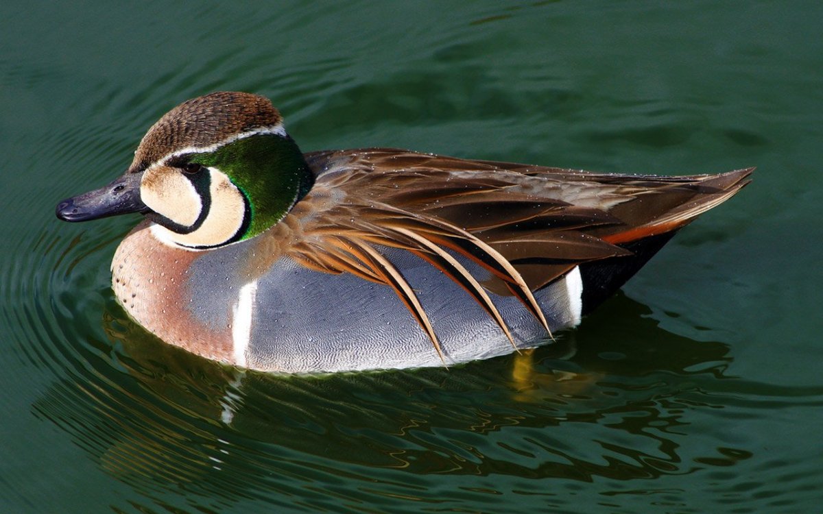 Магаданский заповедник чирок КЛОКТУН