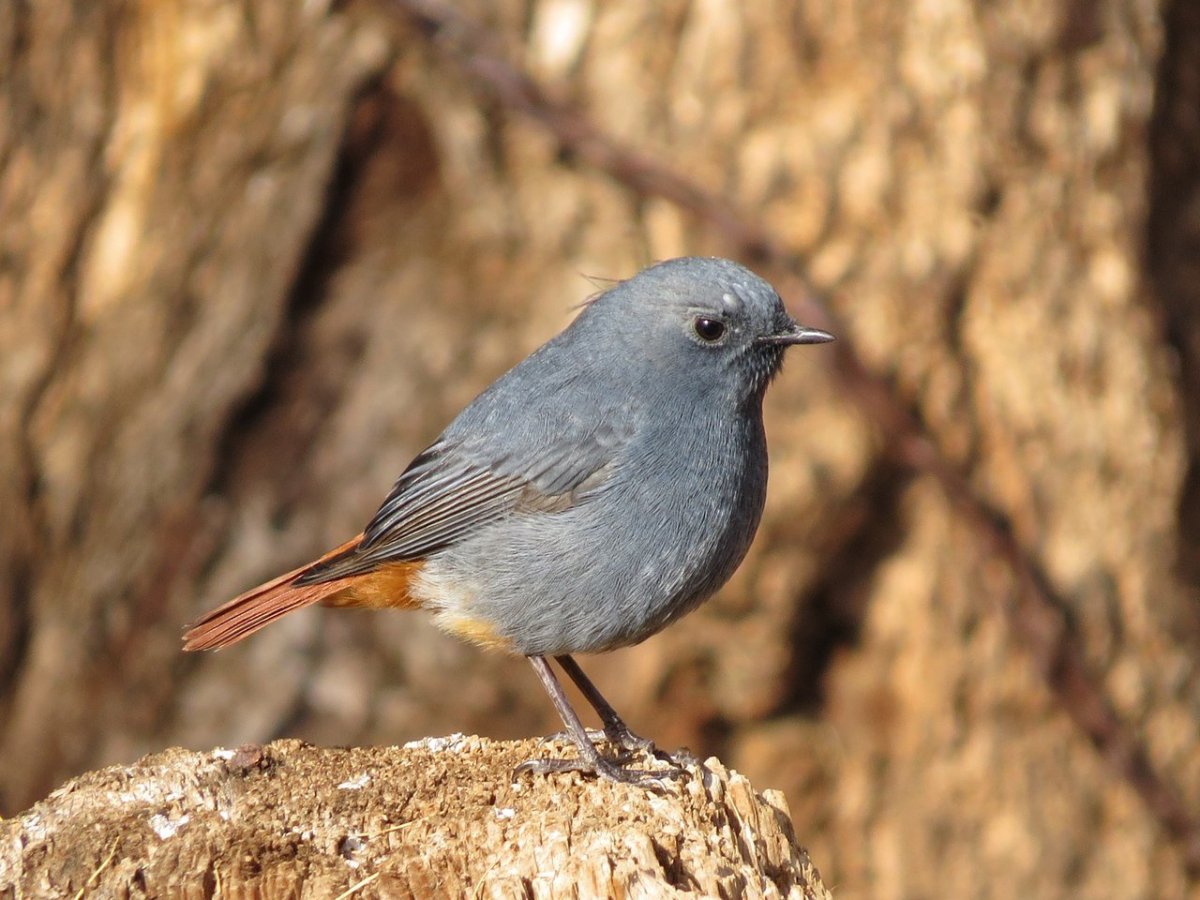 Бакланы на Байкале