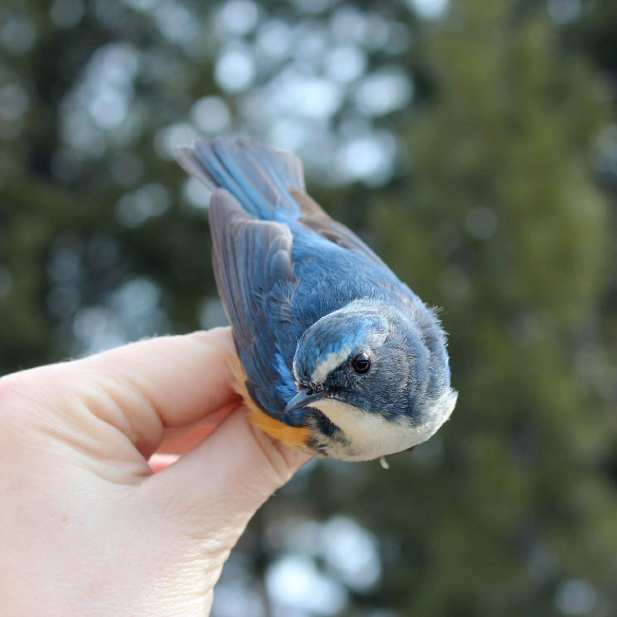 Водоплавающие птицы Приморско Ахтарск Баклан