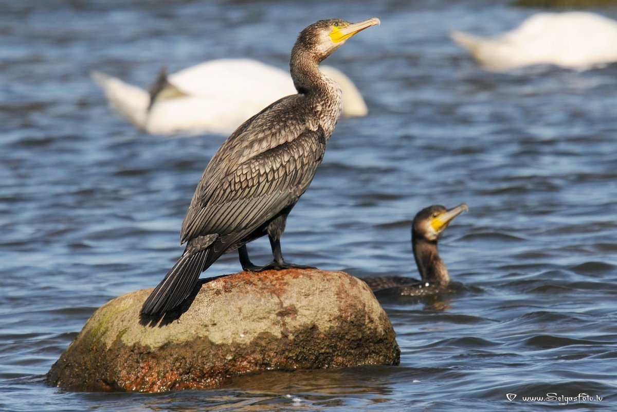 Байкальский Баклан