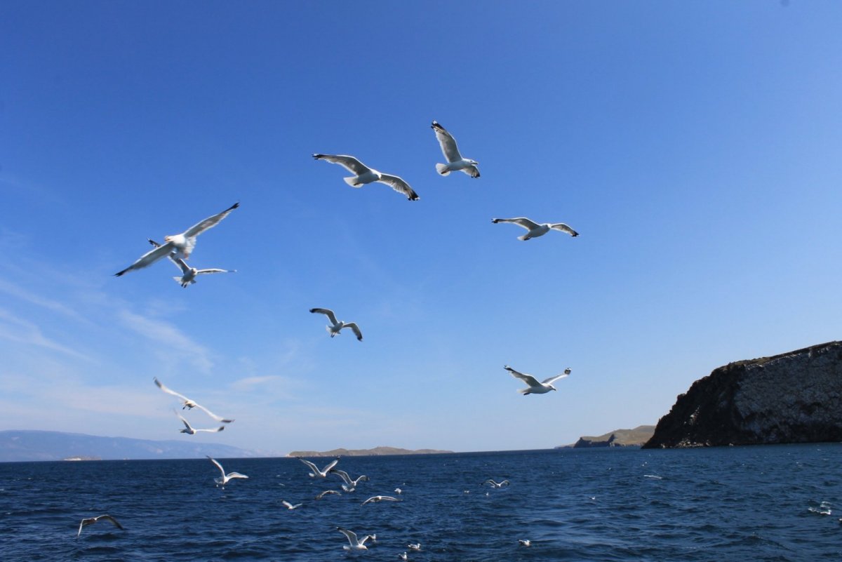Остров чаек Байкал