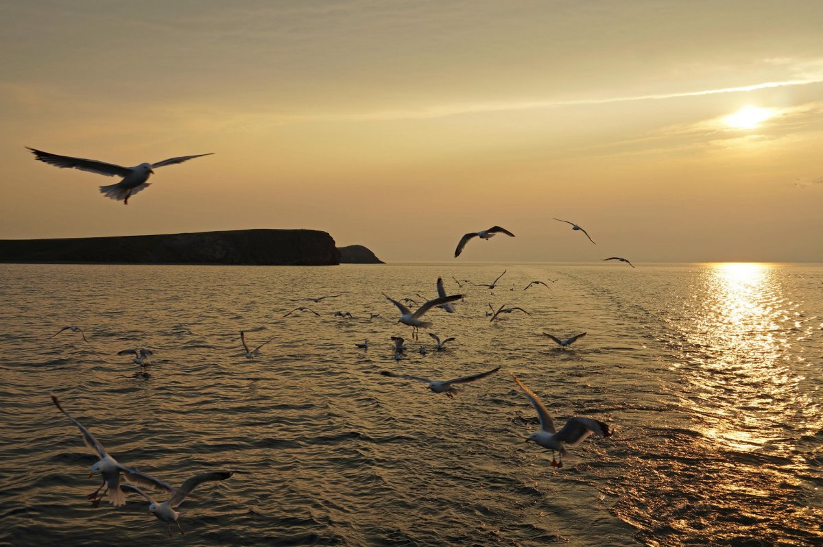 Чайки на Байкале