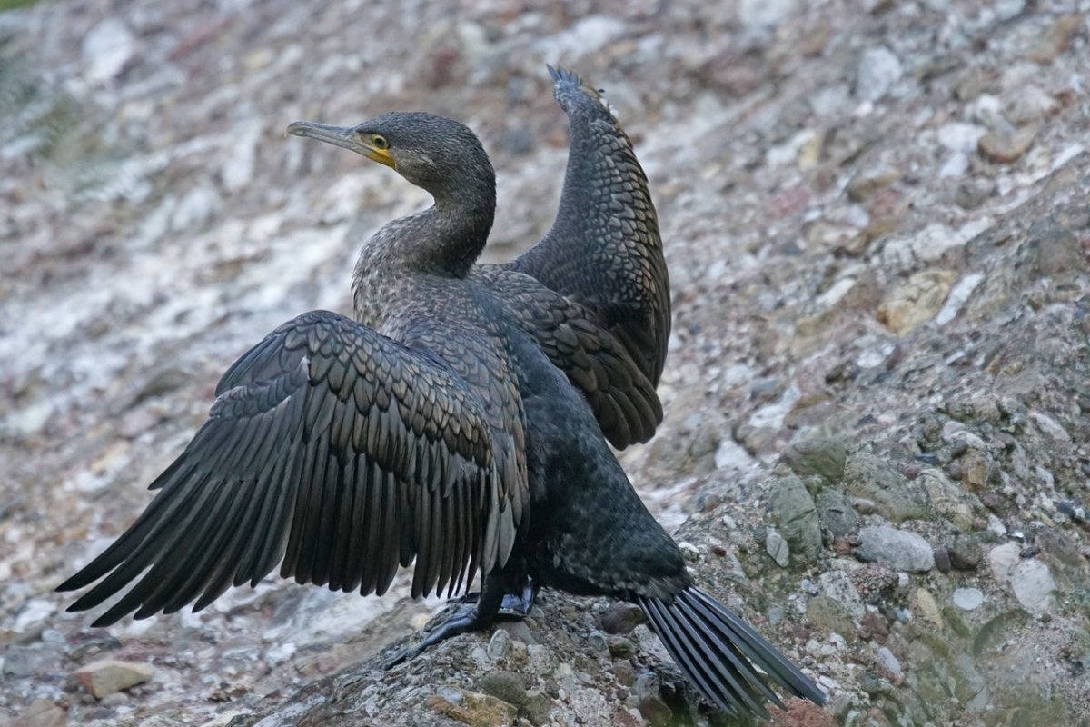 Чайки на Байкале
