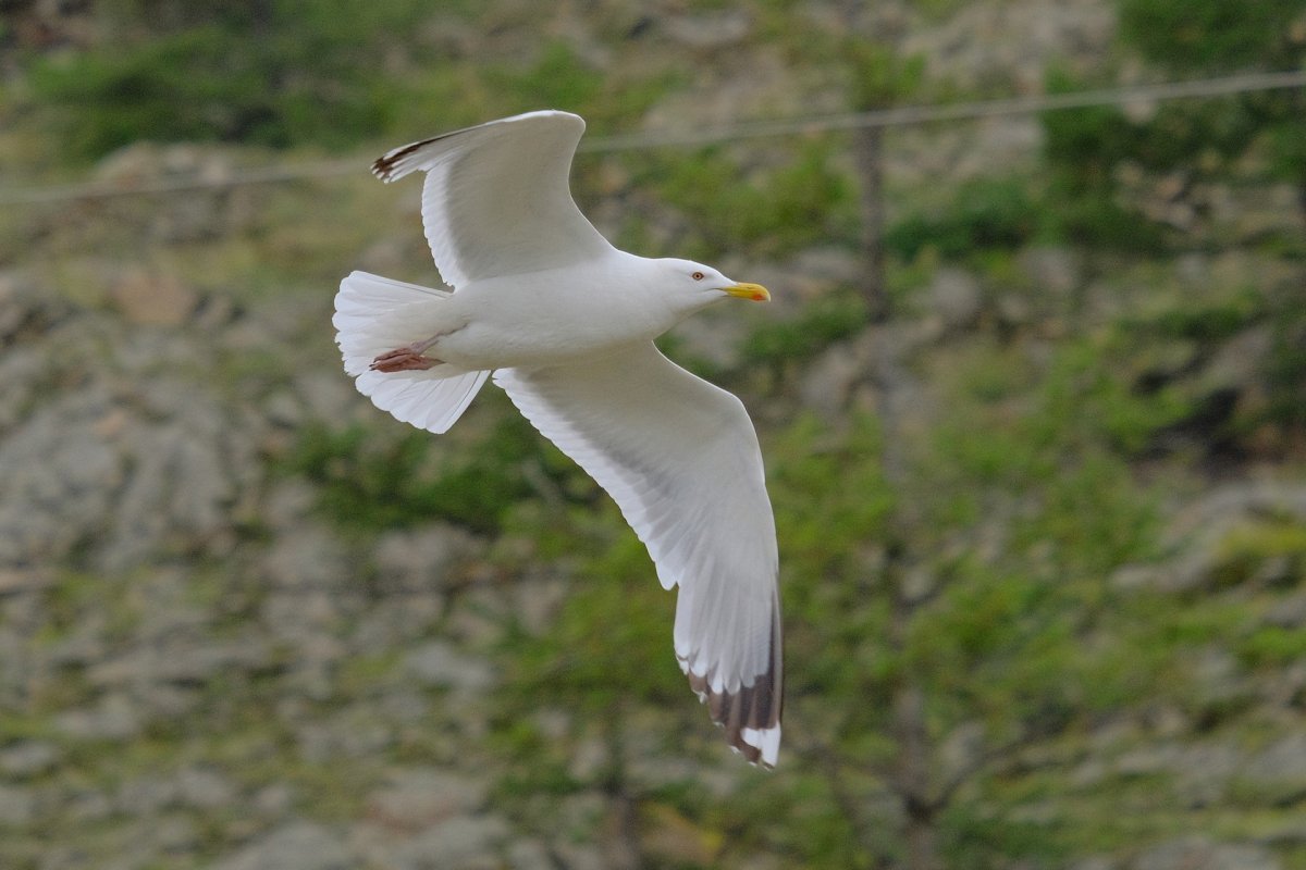 Серебристые Чайки на Байкале