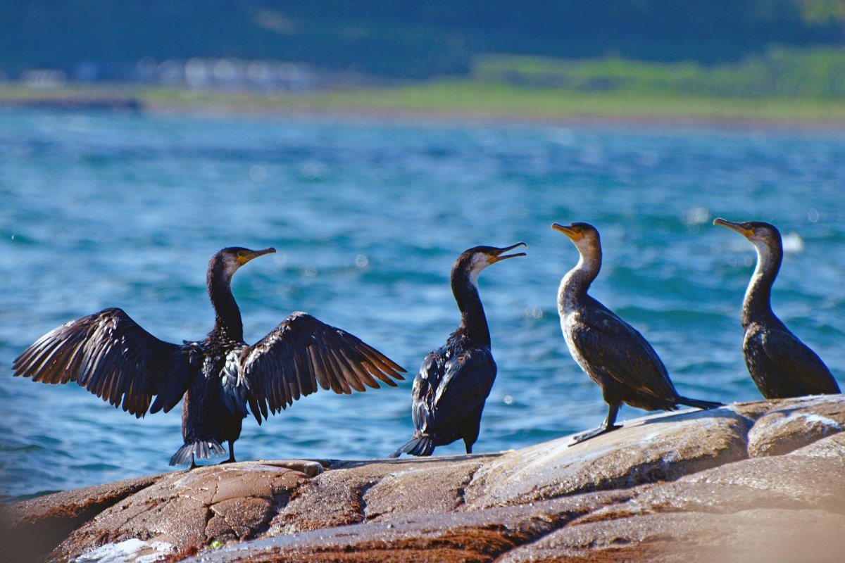 Остров Чайки Байкал